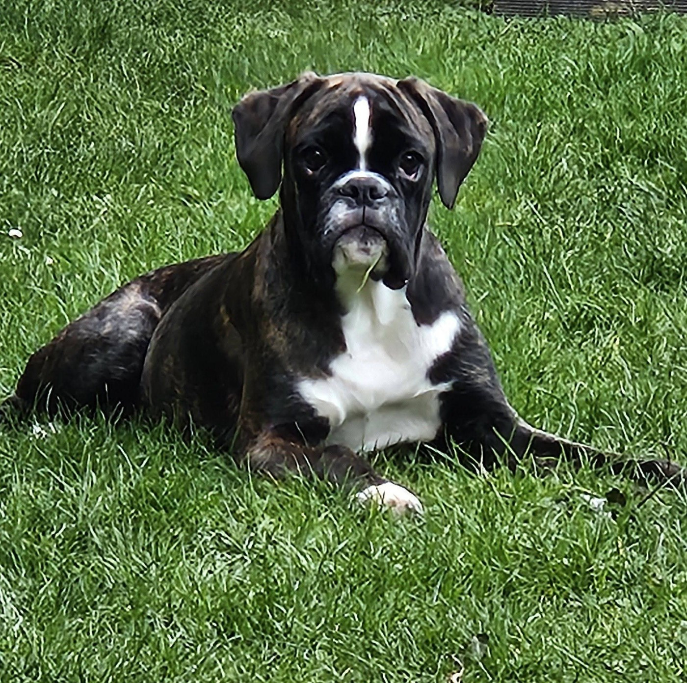 Armanie De La Belgariade